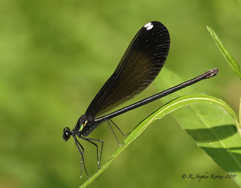 Calopteryx maculata, female